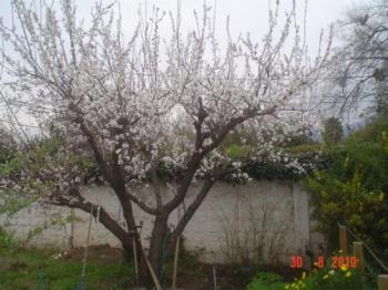 Apricot tree in bloom - The tree blooms in Spring and, in the southern hemisphere, apricots are ready for Christmas.