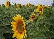 Sunflower - Australian sunflower 