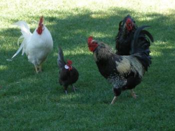 Roosters - None of these are the rooster in question. Just a picture of some I took at the park. 