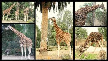 My Giraffe Collage - My giraffe collage, at the Melbourne Zoo, Melbourne Australia