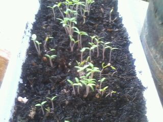 seedlings - tomatoe seedlings