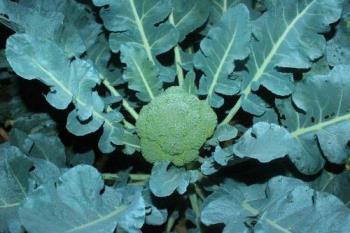 Brocolli - Healthy and growing Brocolli - Healthy and growing