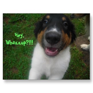 Hey Whazzup postcard - My cute puppy trinity asks WHAZZUP?! 
http://www.zazzle.com/hey_whazzup_postcard-239571393349415253?gl=minx267&rf=238084460047513095