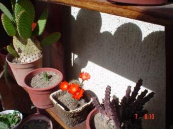 Orange beauty - Lots of small flowers in this cactus that is easy to grow.