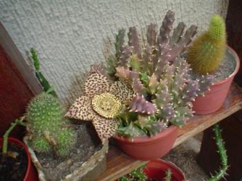 I call it the tiger flower - A picture of one of the most amazing cacti flowers. It feels and looks like velvet.
