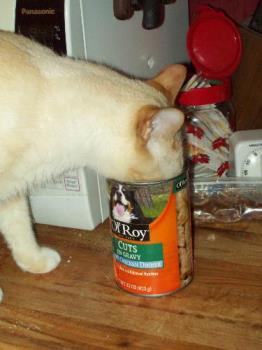 Khuay sucking down Ole Roy gravy - Khuay loves the gravy from Ole Roy canned dog food. I have to leave the can out so he can have his "breakfast" or he will climb in the fridge to get to the can.