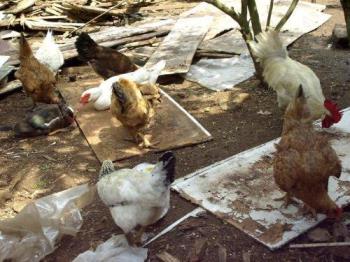 Chicken - Freely eating around