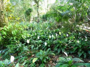 Planting trees and plants - Saving the earth Planting trees and plants - Saving the earth