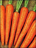 Carrots - carrots