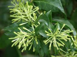 this is night queen flower - hope all like this sweet scented flowe
