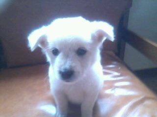 pup - This is an askal puppy