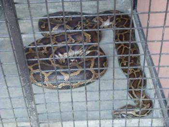 Snake - Dangerous animal Snake - Dangerous animal