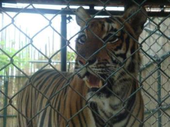 tiger - Caged Jungle