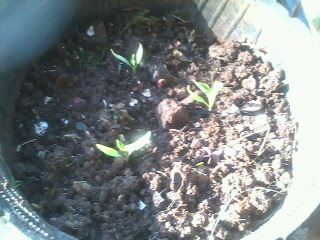 pepper plant - These are newly transfered pepper plants in pots pepper plant - These are newly transfered pepper plants in pots
