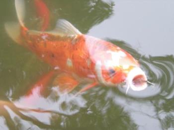 goldfish  - photo size:1.26mb
photo demension:3264*2448
the goldfish is enjoying life, i think. 