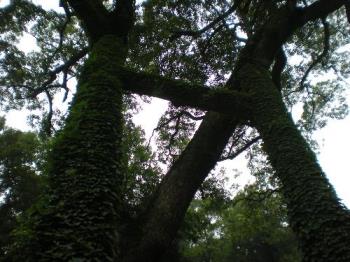 strange structure of trees - photo size:1.42MB
photo demension:3264*2448
i don&#039;t the strange structure is created by gardeners or itself.