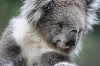 Koala - Koala, photo taken at Melbourne Zoo, Melbourne Australia February 2012