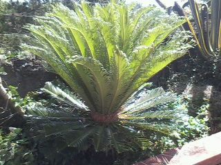 fern plant - This is a fern plant growing taller