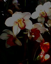 orchid - This is a beautiful orchid flower
