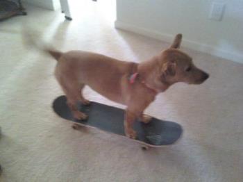 Skater Dog Trixie - Trixie is riding the rails in search of a Starbucks!
