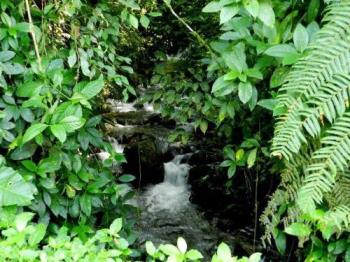 Brook or stream, whichever? - Nature is beautiful Brook or stream, whichever? - Nature is beautiful