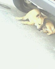 my dog - this dog is hiding under a car when bathing time 