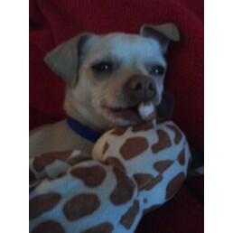 Dozing with Toy - My foster dog, Tinkerbell, falling asleep with a toy in her mouth. 