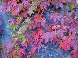 maple leaf - beautiful maple leaf. 