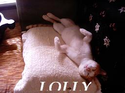Lolly during his happy days - Cats leave as and when they feel like. 