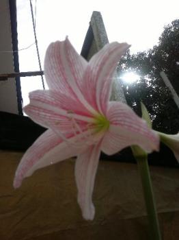 flower - One of my favorite in my door garden.