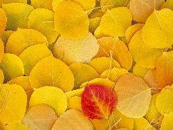 beautiful scene - beautiful scene of leaf in autumn