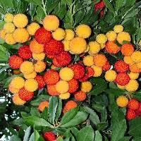 Strawberry plant - Bunch of strawberries on its plant