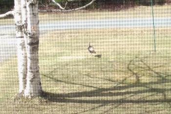 wild turkey - Look what I saw on my front lawn.
