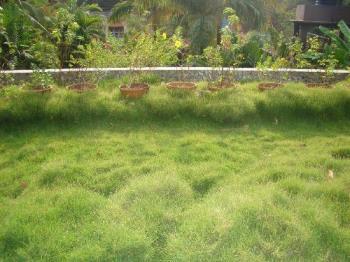 Terrace lawn - It took years for this lawn to be rid of weeds. Now the lawn has taken over. Calls for celebration