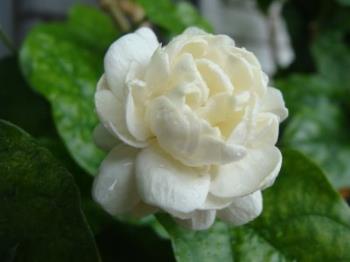 Double jasmine - Just one flower is good enough to fill the entire garden with its aroma. 