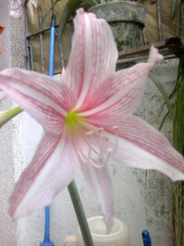 Flower - Flower in my garden.