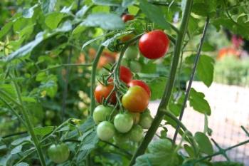 Tomato garden - I love my tomato garden.