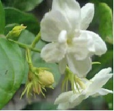 Sampaguita - Philippine national flower