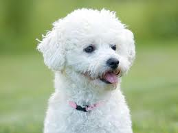 bichon frise - frosty looked just like this.. i have a picture of him somewhere, but can't find it bichon frise - frosty looked just like this.. i have a picture of him somewhere, but can't find it