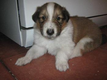 Puppy - They are collies. I will try to download a picture again.