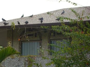 Pigeons on our roof top - Every bird that visits us will flock together with their kind. 