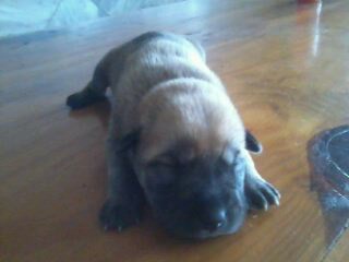 my little puppy - This is a 3days old puppy