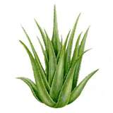 aloe vera - Aloe vera the wonder plant that can cure severa diseases.