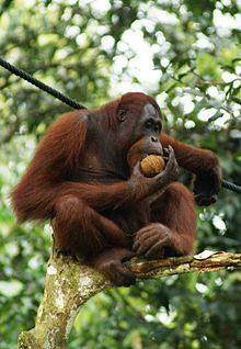 Orangutan - Orangutan is an endangered species. http://www.mysabah.com/sepilok/