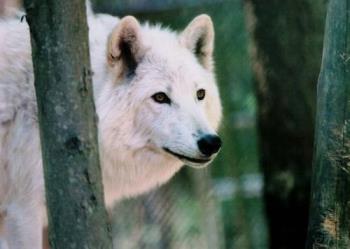 White Wolf - A beautiful white wolf