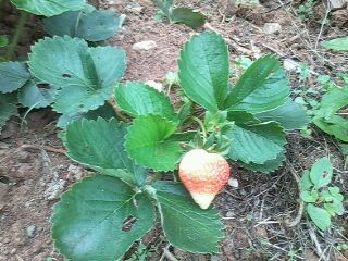 strawberry plant - This is my strawberry plant