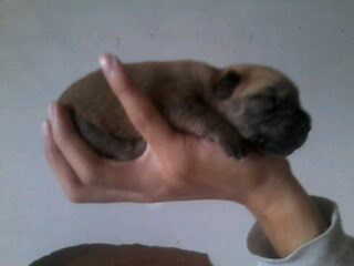 azkal puppy - This is one of my askal puppies