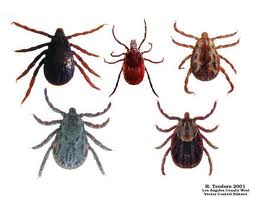 Ticks are bad. - spread disease and bad living environment