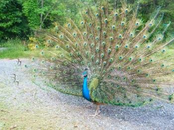 Our Peacock - Here he is showing off. We've named him Alfred Peacock (Fred for short). Our Peacock - Here he is showing off. We've named him Alfred Peacock (Fred for short).