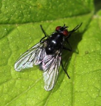 Fly - Macro shot of a fly from last week Fly - Macro shot of a fly from last week